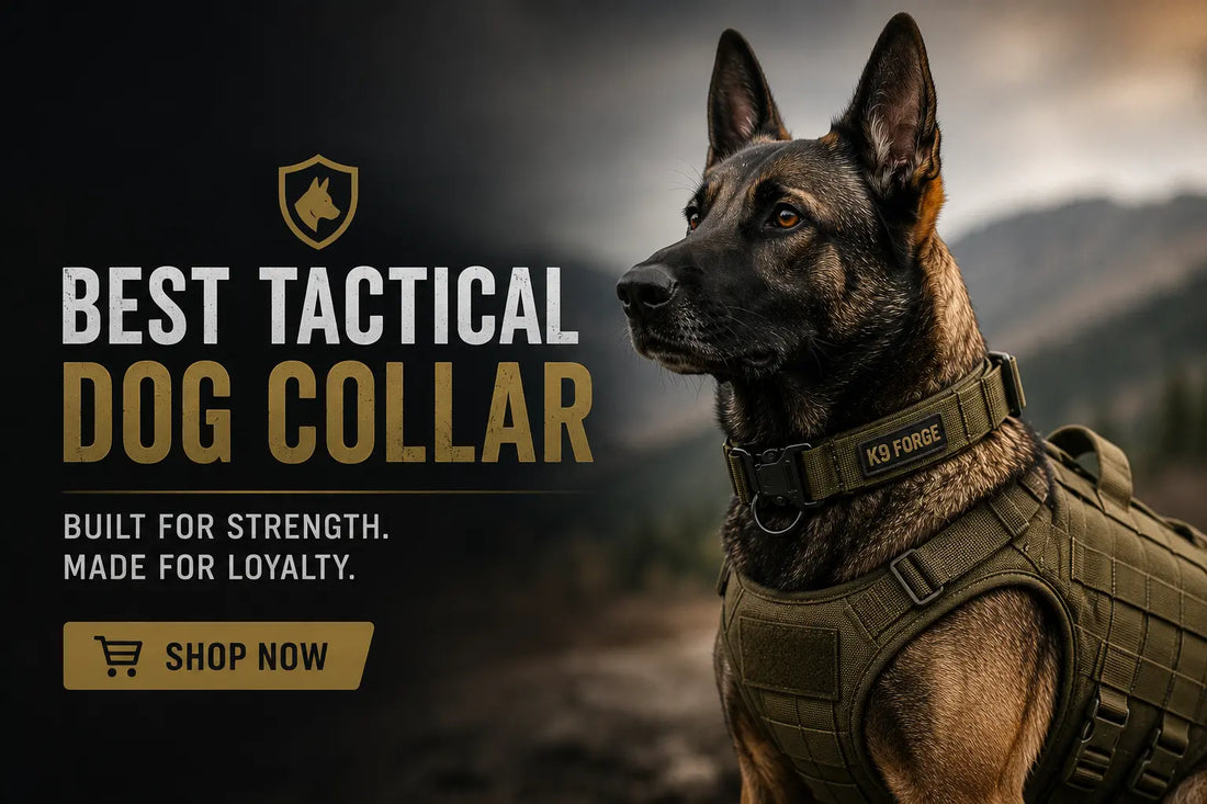 Best Tactical Dog Collar for Large Dogs in 2026 — Complete Buyer's Guide
